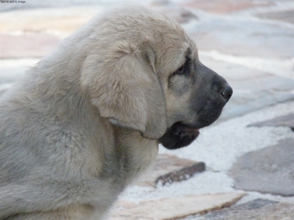 Cachorro Altos de Valdearazo - foto 26.07.09
Nacido: 11.06.09
Keywords: puppyspain