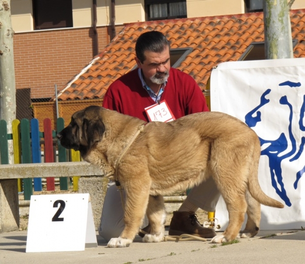 Orestes de Duelos y Quebrantos
Muy bueno segundo en la clase muy cachorros machos de Viana
Mots-clés: cachorro duelosyquebrantos viana 2010