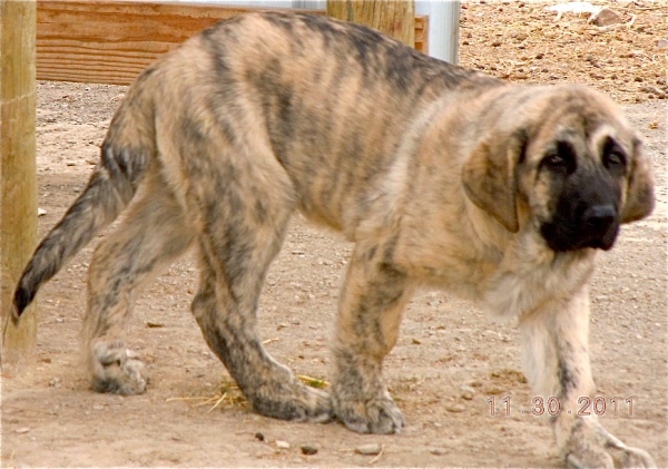 Cachorro de Puerto Canencia - "Jefe"
