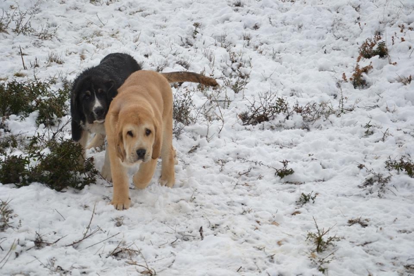 Arrogante y Melchor, 3 meses
Keywords: dasuces snow nieve puppyspain