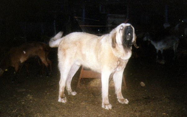 Aquiles de Cabornera
Hijo de un perro de Manolo de Valladolid con una perra mia, posteriormente fue vendido a Marzal (Coto de Vera).
Keywords: celso cabornera