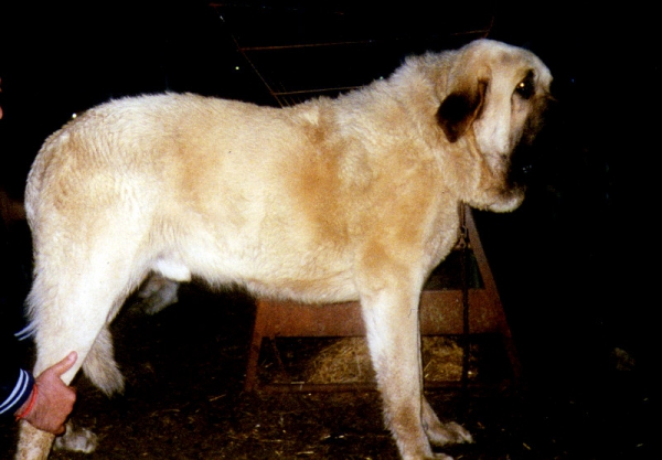 Aquiles de Cabornera
HIjo de un perro de Manolo de Valladolid con una perra mia.
Keywords: celso cabornera