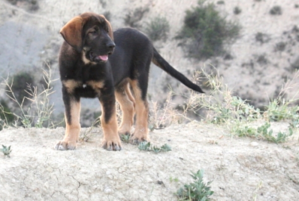 Loba -2 meses
Keywords: Macicandu puppyspain cachorro
