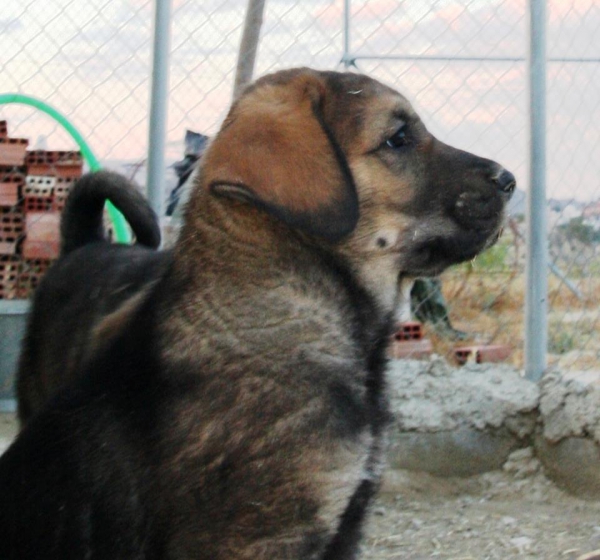 Lucía de Macicandú
Keywords: Macicandu puppyspain cachorro