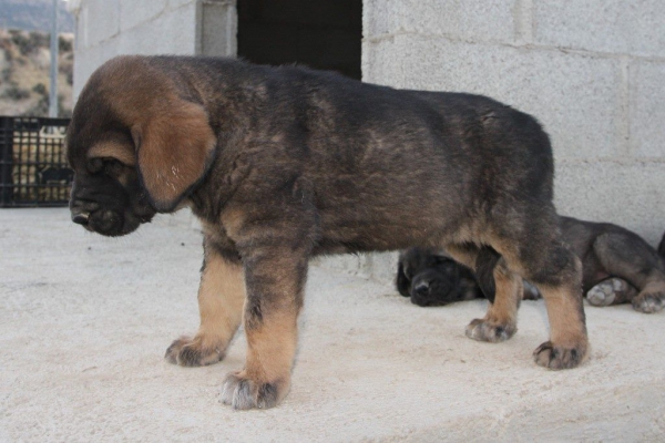 cachorra
Keywords: Macicandu puppyspain cachorro