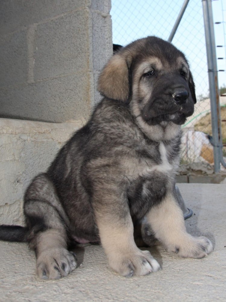 CAMADA PICARO X FURIA
Keywords: Macicandu puppyspain cachorro