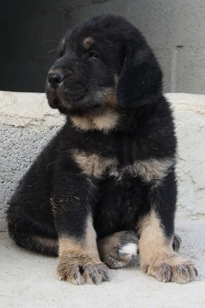 LEON DE MACICANDÚ
Keywords: Macicandu puppyspain cachorro