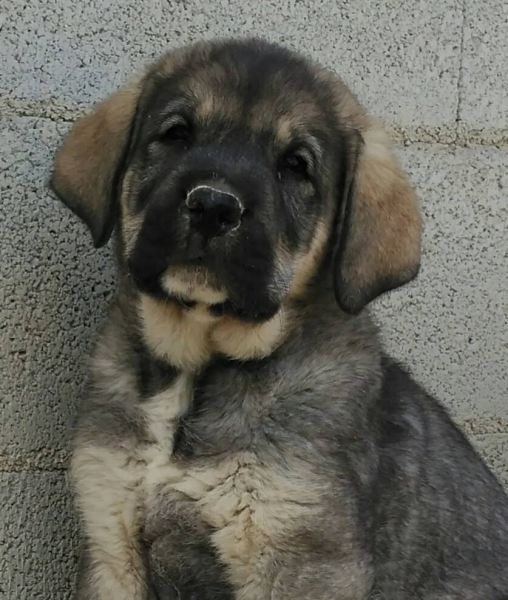 PÍCARA DE MACICANDÚ
Keywords: Macicandu puppyspain cachorro
