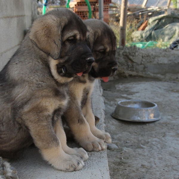 CAMADA PICARO X FURIA
Klíčová slova: Macicandu puppyspain cachorro