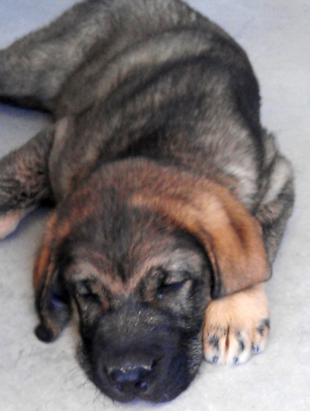 descansando del viaje
Keywords: Macicandu puppyspain cachorro