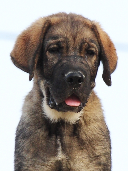 Pícaro-3 meses
Keywords: Macicandu puppyspain cachorro