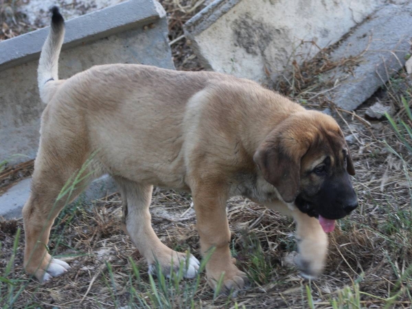 SABINA 3 MESES
Keywords: Macicandu puppyspain cachorro