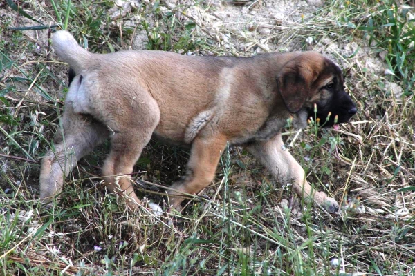 SABINA, 2 MESES Y MEDIO
Keywords: Macicandu puppyspain cachorro
