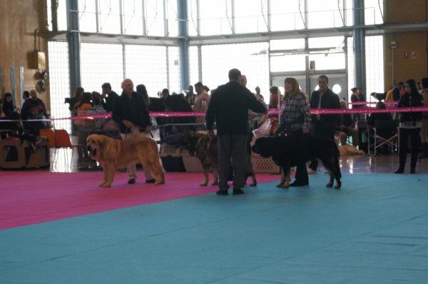 XXXI Exposición Internacional Canina de Alicante - Campo de Babia Exc. 1ª CCJ Mejor Raza Joven
Keywords: tramasterra
