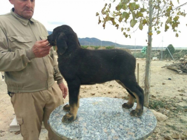 Cachorro con 2 meses y 3 semanas 
Hijo de Karos del Cerro del Viento x Calypsus del Mar Menor 
Keywords: carrascoy