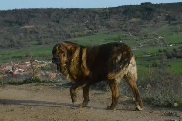 Cachorros de Lupo x Picara
Lupo de La Suertina. (Canela<Trujillana>) x (Caín de Montañas de León)
Keywords: Suertina