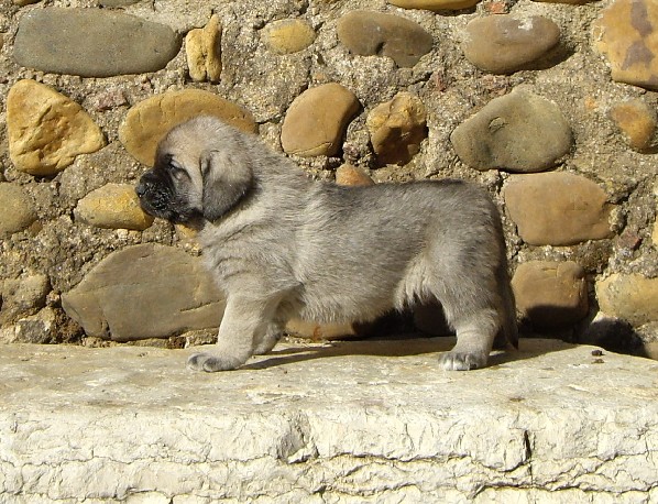 Aquiles del Molino de la Roma 30 dias 
Terry x Babiana de Babia 
10.09.2007   

Keywords: puppyspain puppy cachorro