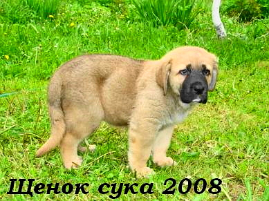 Puppy photo Moscou Russia
Keywords: nuevolavida puppyrussia