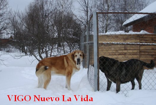 Vigo Nuevo La Vida 
Keywords: nuevolavida snow nieve