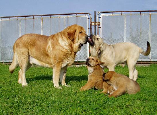 Puppies with father and Ramonet
Puppies from litter J with father Druso de la Alajabara and 5,5months friend Ramonet
Keywords: tornado