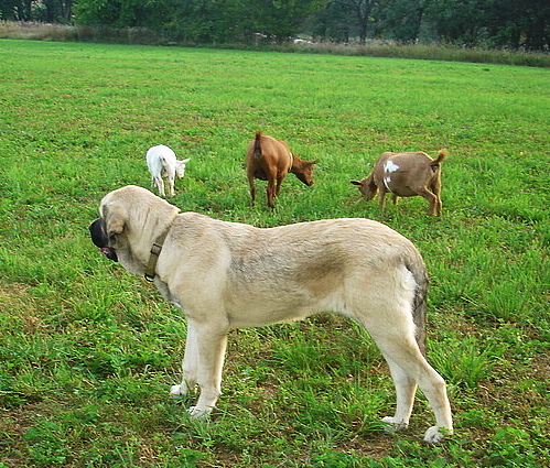 Aislinn with goats
watching over the goats in field
Keywords: flock jordan