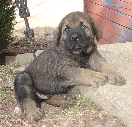 Amos - 6 weeks old
Moses de Babia x Delilah Tornado Erben
07.02.2009

Keywords: jordan puppyusa