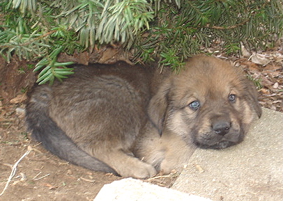 Arturo - 6 weeks old and oh so sweet!
Moses de Babia x Delilah Tornado Erben
07.02.2009

Keywords: jordan puppyusa