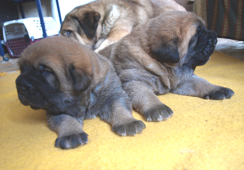 2 weeks old female puppies
Est Ch Elton z Kraje Sokolu X Baltic JW-07, Baltic W-07 Coco Herbu Wielka Lapa
Keywords: anuler