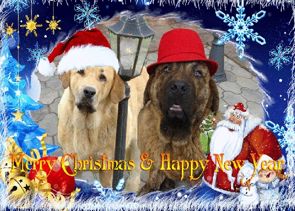 Merry Chrismas and Happy New Year 2010 from Sakharov Gennady
Greetings from Anabel and Banderas s Madridskogo Dvora!
Keywords: gennady