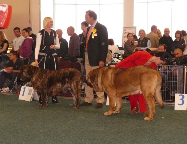World Dog Show 2009, Hessi Mastibe and Nero Tornado Erben - comparison Best of Breed
Keywords: 2009 cortedemadrid