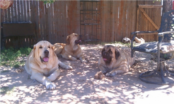 Leon, Gitana, Siesta
puppies catching some shade out back

los cachorros en las sombar en la finca
Keywords: moreno