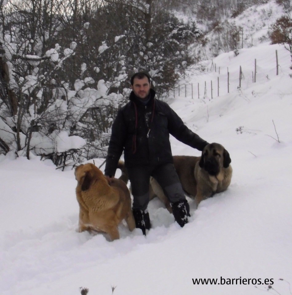 Mastines Barrieros
Keywords: barrieros snow nieve