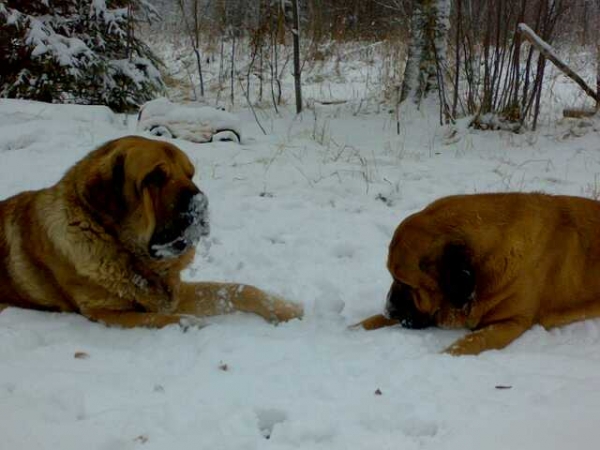 Dogs enjoy the snow
Keywords: satu