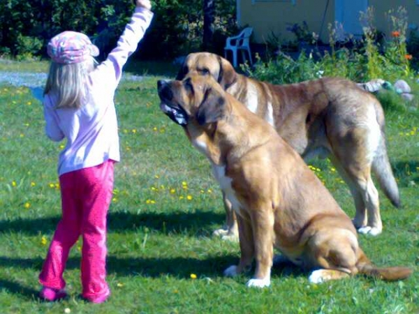 Little Miisa is training dogs
Keywords: satu Finland, Dozy, Becky