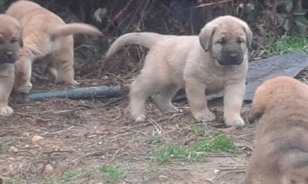 Burbia y sus hermanos
Keywords: dasuces puppyspain