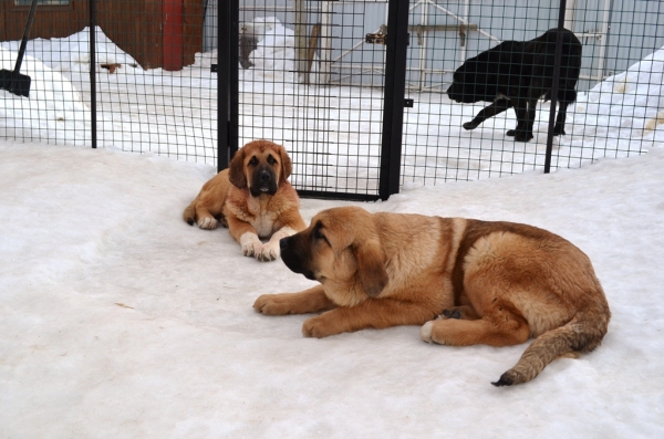 Puppies of Madridsky Dvor
Madridsky Dvor Kumparsita 4 months (she will stay at home) with her brother Kenzo
Keywords: cortedemadrid