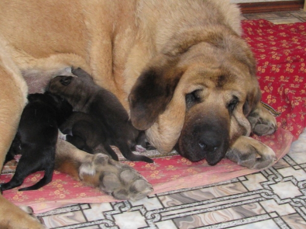 Zhuzha Sinko Zemplina and puppies 1 day
Born: 09.08.09
Keywords: puppyrussia cortedemadrid