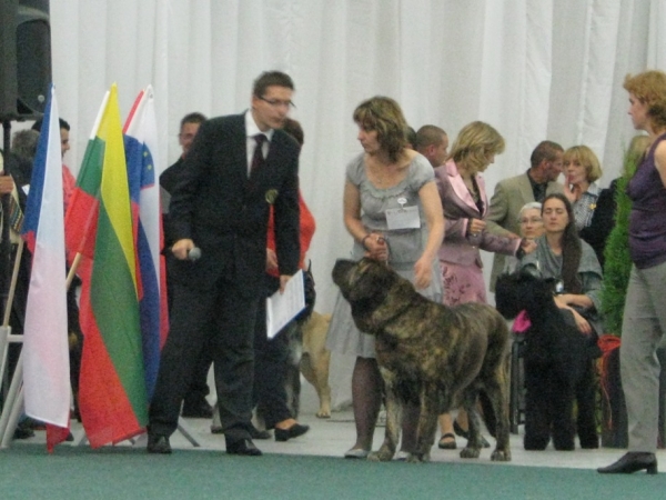 Best in Show FCI 2 group, World Dog Show 2009, Hessi Mastibe
Saturday 10.10.2009, Bratislava
Keywords: 2009 cortedemadrid