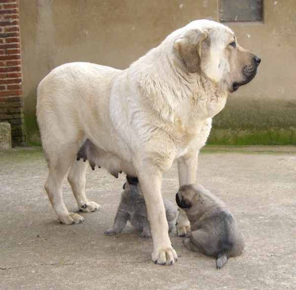Babiana de Babia con sus cachorros de Cooper
Keywords: molino