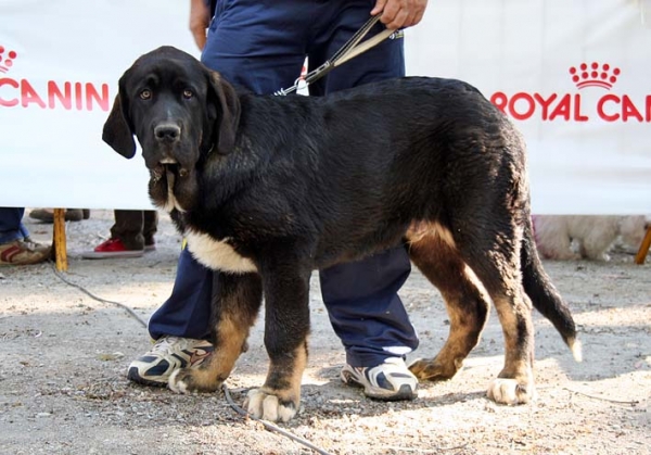 BONBON DE LA GORGORACHA, 3º Muy Cachorros EN VELEZ DE BENAUDALLA
Keywords: 2009 gorgoracha