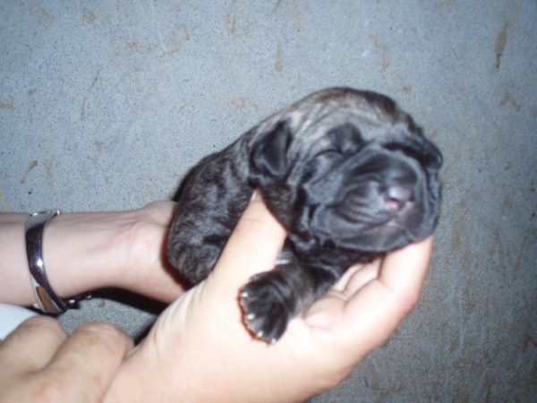 Puppy from Anaise born 20.08.2008
CH. Barco de Montes del Pardo X Lola
20.08.2008

Keywords: anaise