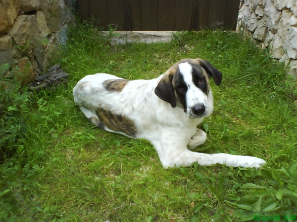 Bertie 7 meses
Keywords: puppyspain puppy cachorro