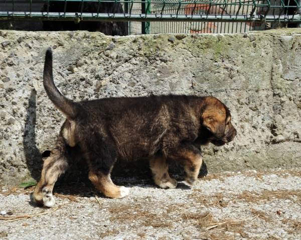 Puppy female from 'Abarrio' - born 25.05.11
Tigre de Ablanera X Braña de Ablanera





Keywords: abarrio