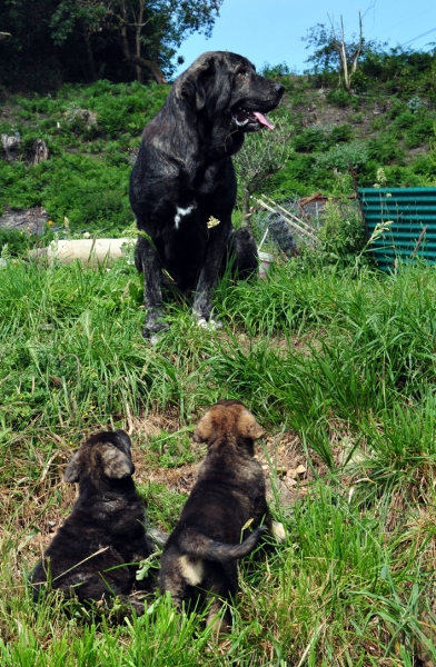 Braña de Ablanera and her 2 puppies, born 25.05.2011
Keywords: abarrio