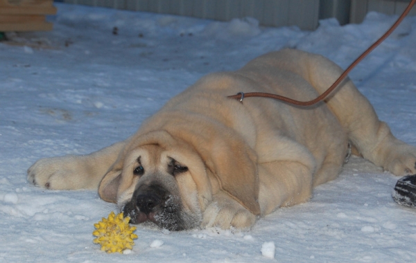 Keywords: puppyrussia snow nieve nuevolavida