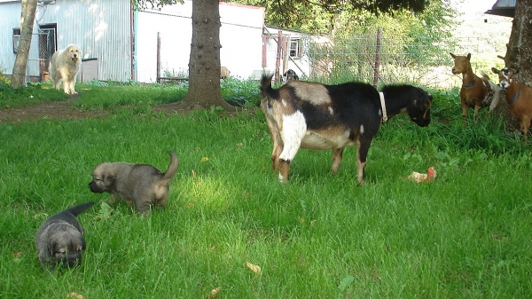 D litter pups with the goats
Delilah (Rawa z Doliny Czarnej Wody) x Logan Tornado Erben
Keywords: flock puppyusa jordan