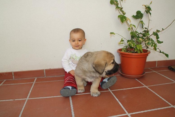 YERAY JUEGA CON ELVIRA 
Keywords: kid puppyspain gorgoracha
