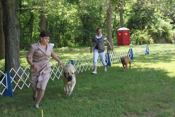 Garden State Classic-KC-USA Dog Shows  June 2-3 2012
Keywords: 2012 norma pacino tatyana niro brando
