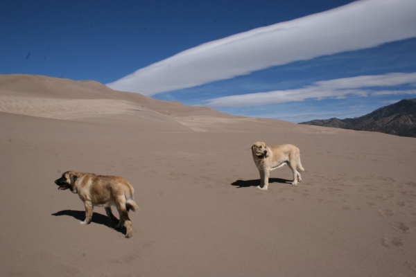 Great Sand Dunes National Park
Keywords: moreno