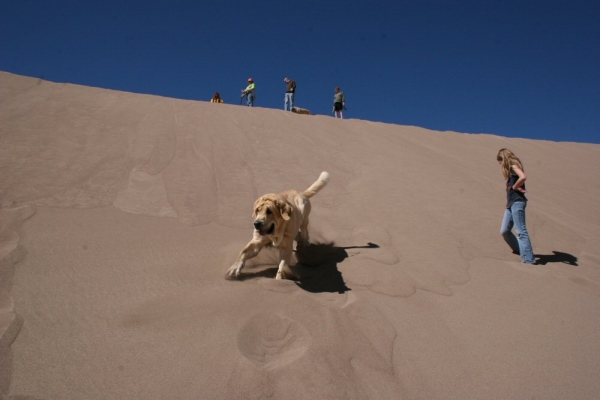Sand Dunes National Park Colorado 
Leon coming down the hill side
Keywords: moreno